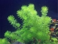 Preview: Guyana-Tausendblatt - Myriophyllum sp. ´Guayana´
